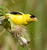 View a slideshow of Nature Journaling Pictures